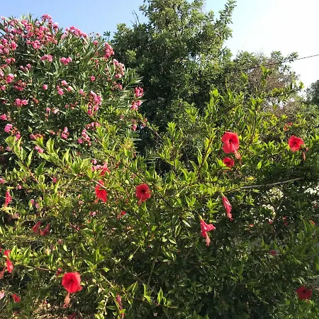 Riva * Carvoeiro (Lagoa)